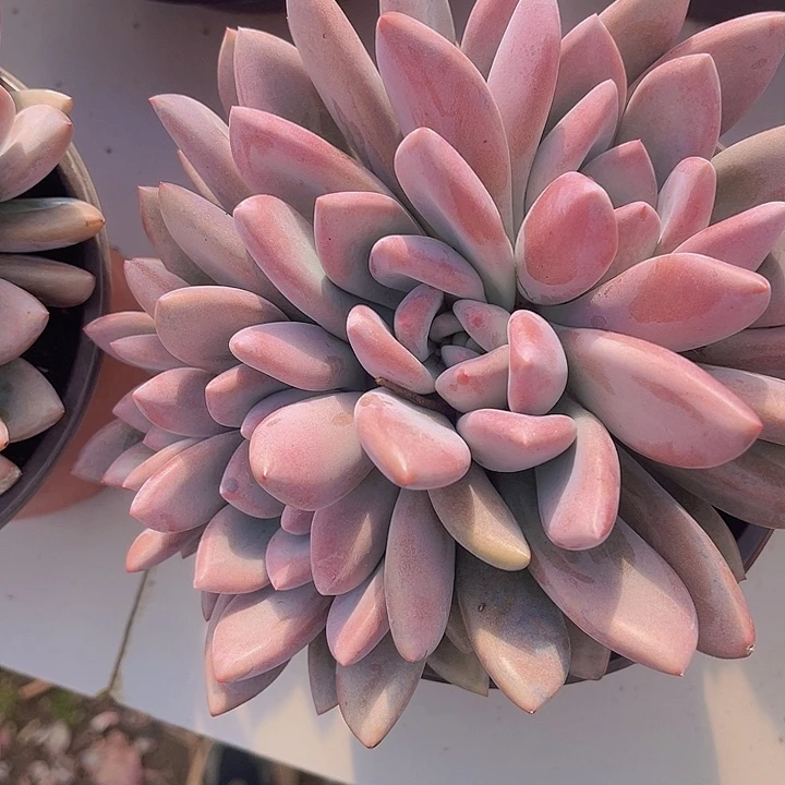 奥普朵朵缀0891多肉植物