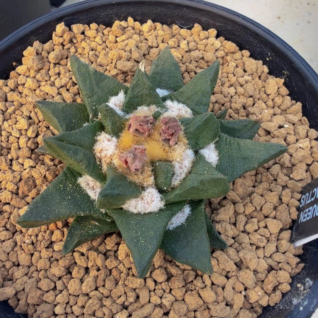 宽u尖叶龙角小苗实生