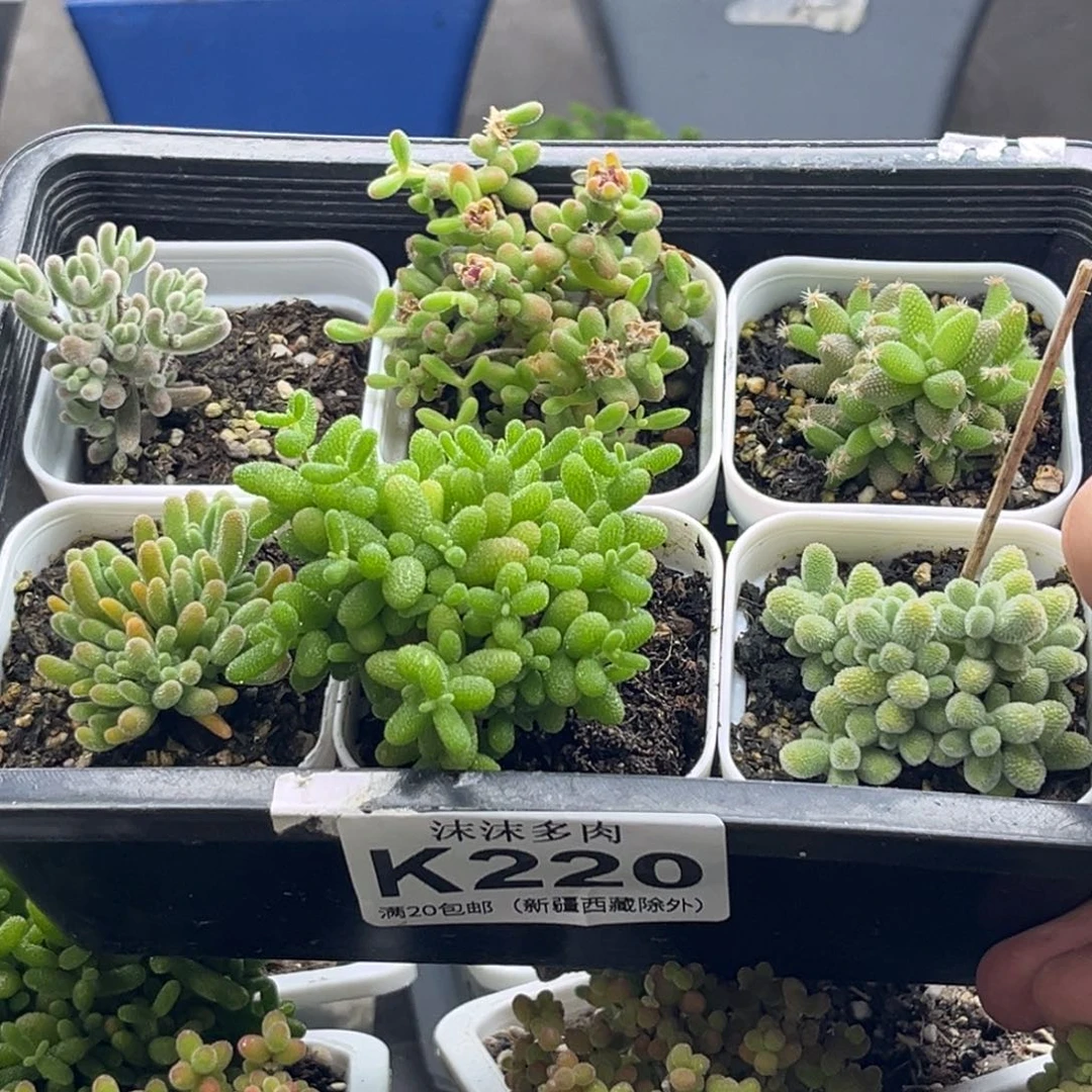 豆***豆组合套餐 220。
