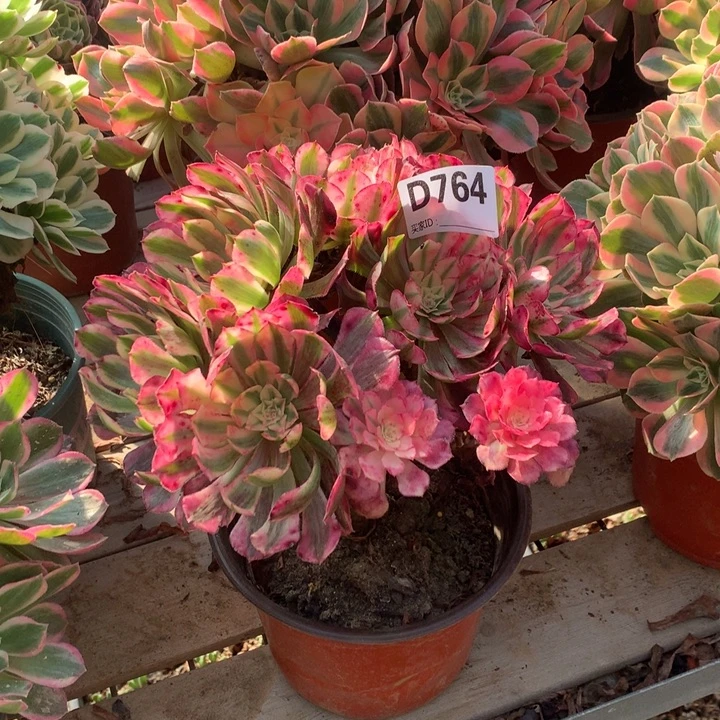 764红铜白丛林多肉法师