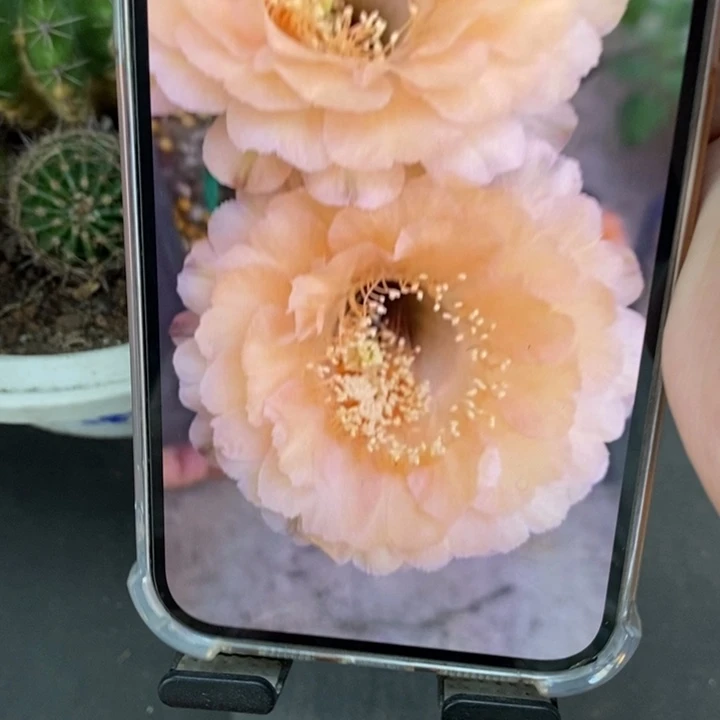 香香新品香槟侧芽3公分左右