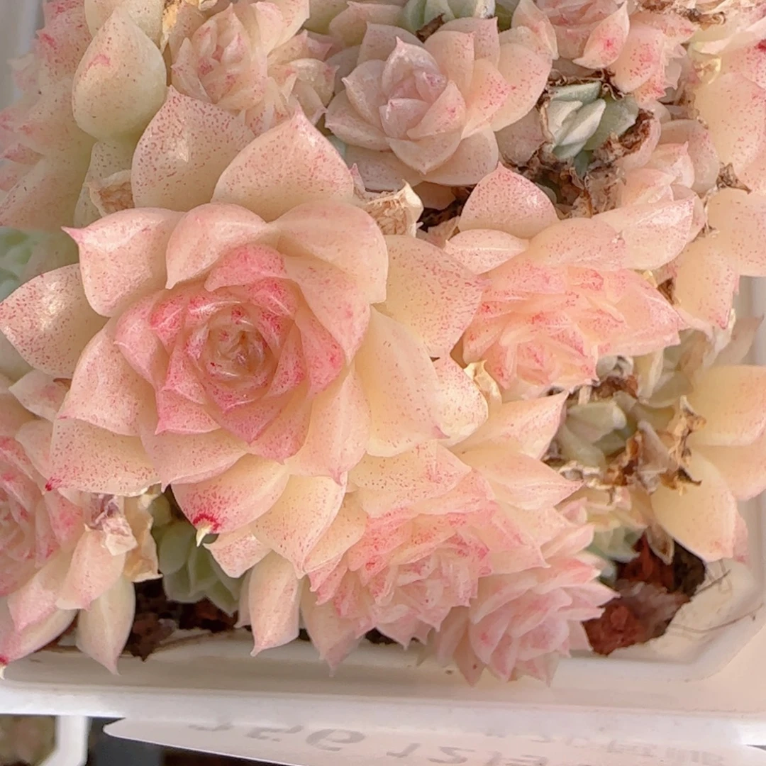 ****空花语多肉1218-256散