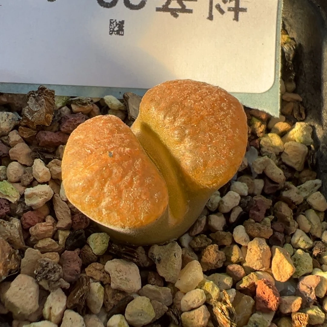 23-149肉锥多肉植物