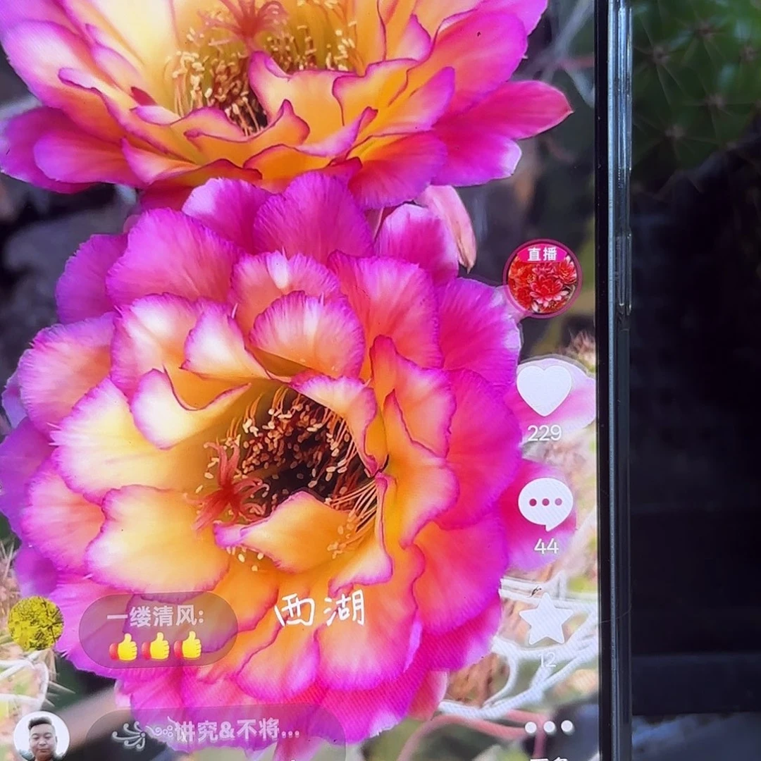 苏气尔毛侧牙20包邮仙人球17