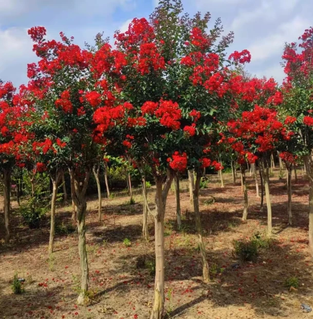 红火箭紫薇（大红色）