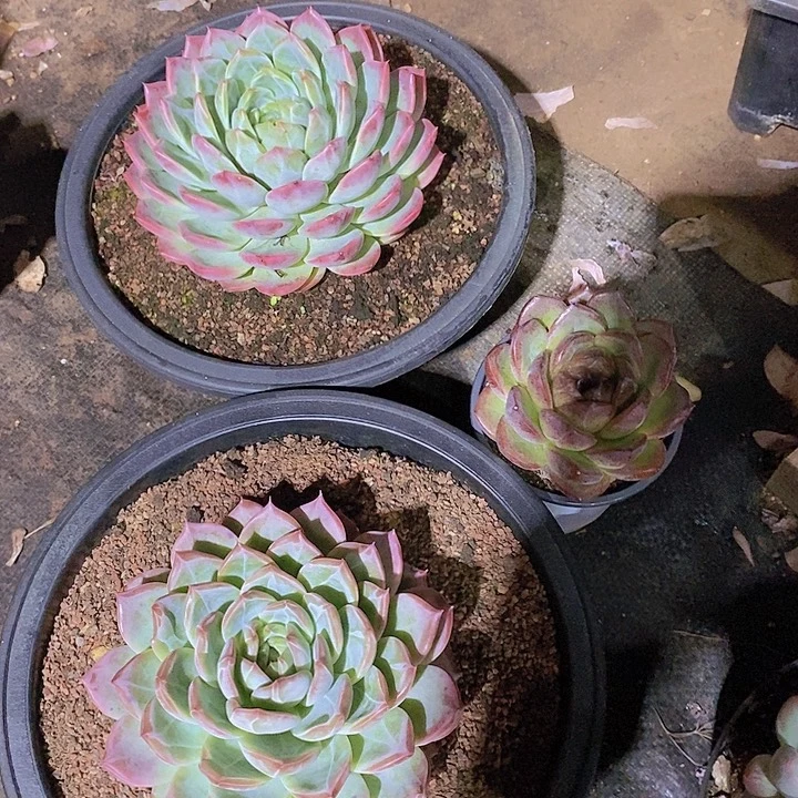 相****多肉植物单头三个
