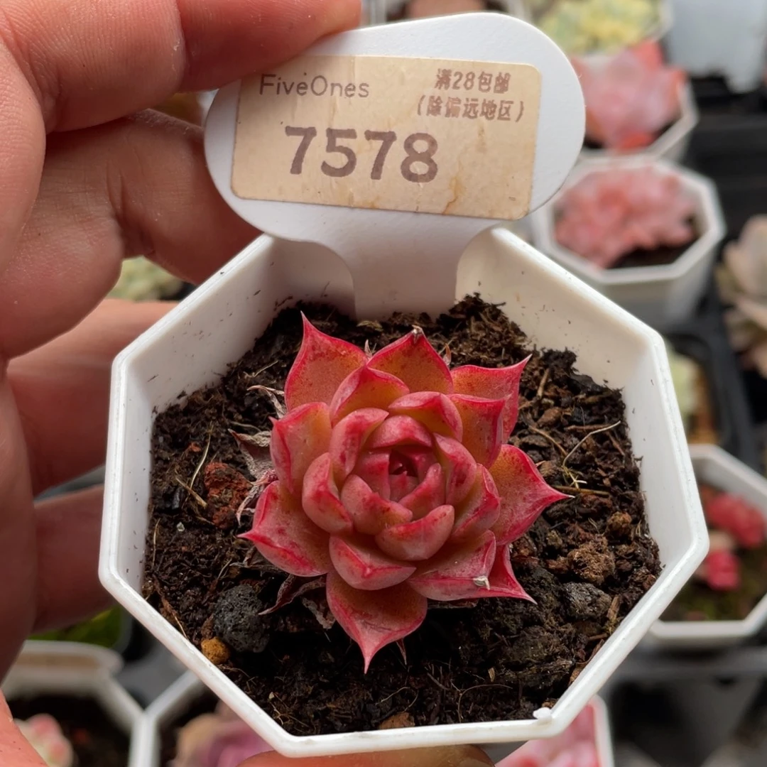 小海螺7578-4厘米