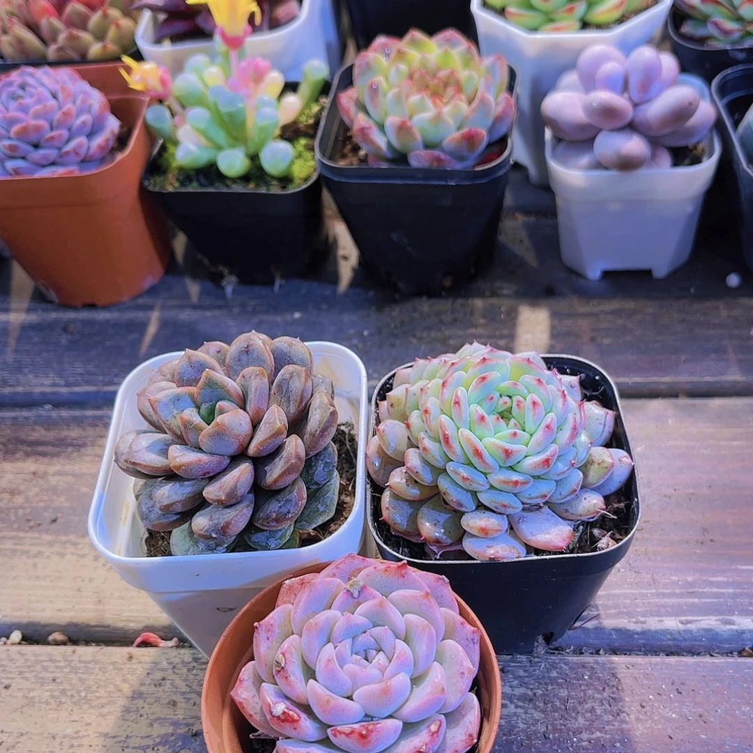 葡萄2盆➕白胖子2➕阿尔巴佳人