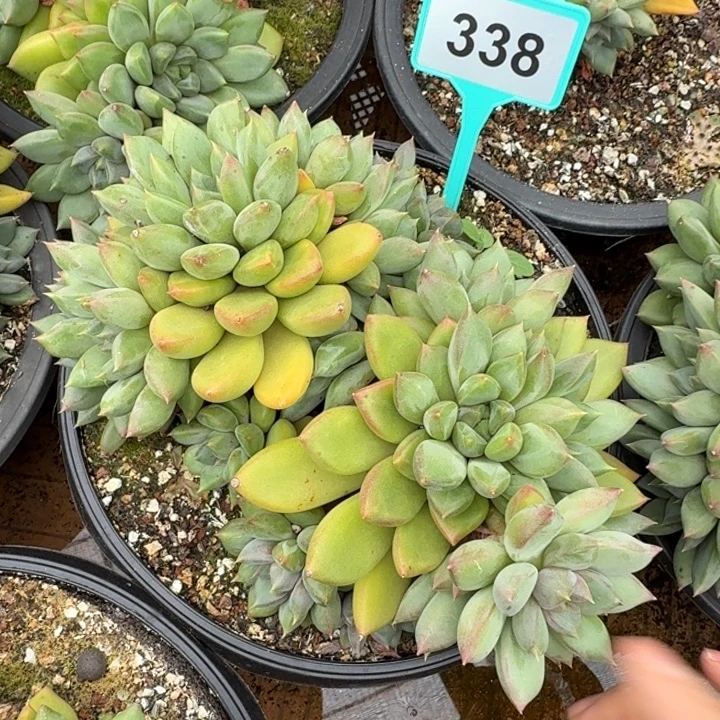乐***L象牙一物一拍338.