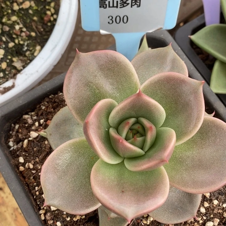 D300- 开播福利星星