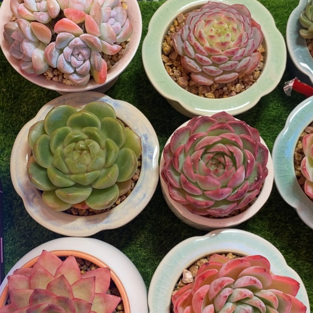 一物一拍，所见所得