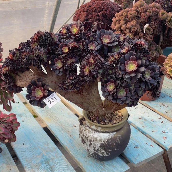 231号欧子法师朵朵