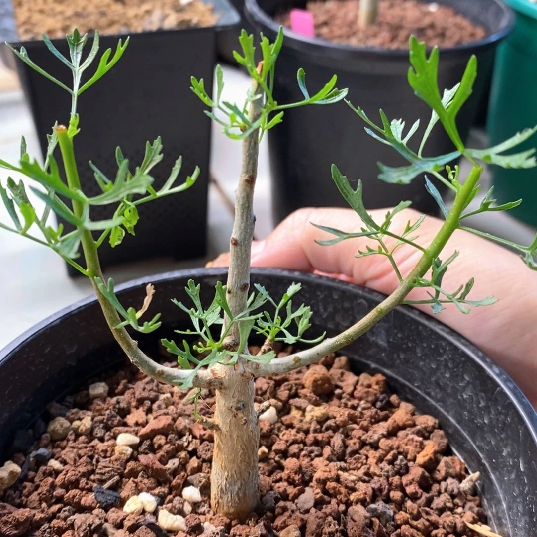 鹿角没药实生带盆