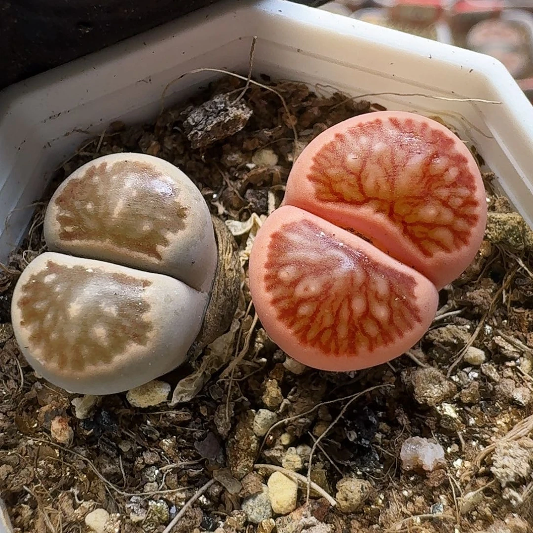 生石花111111。  298