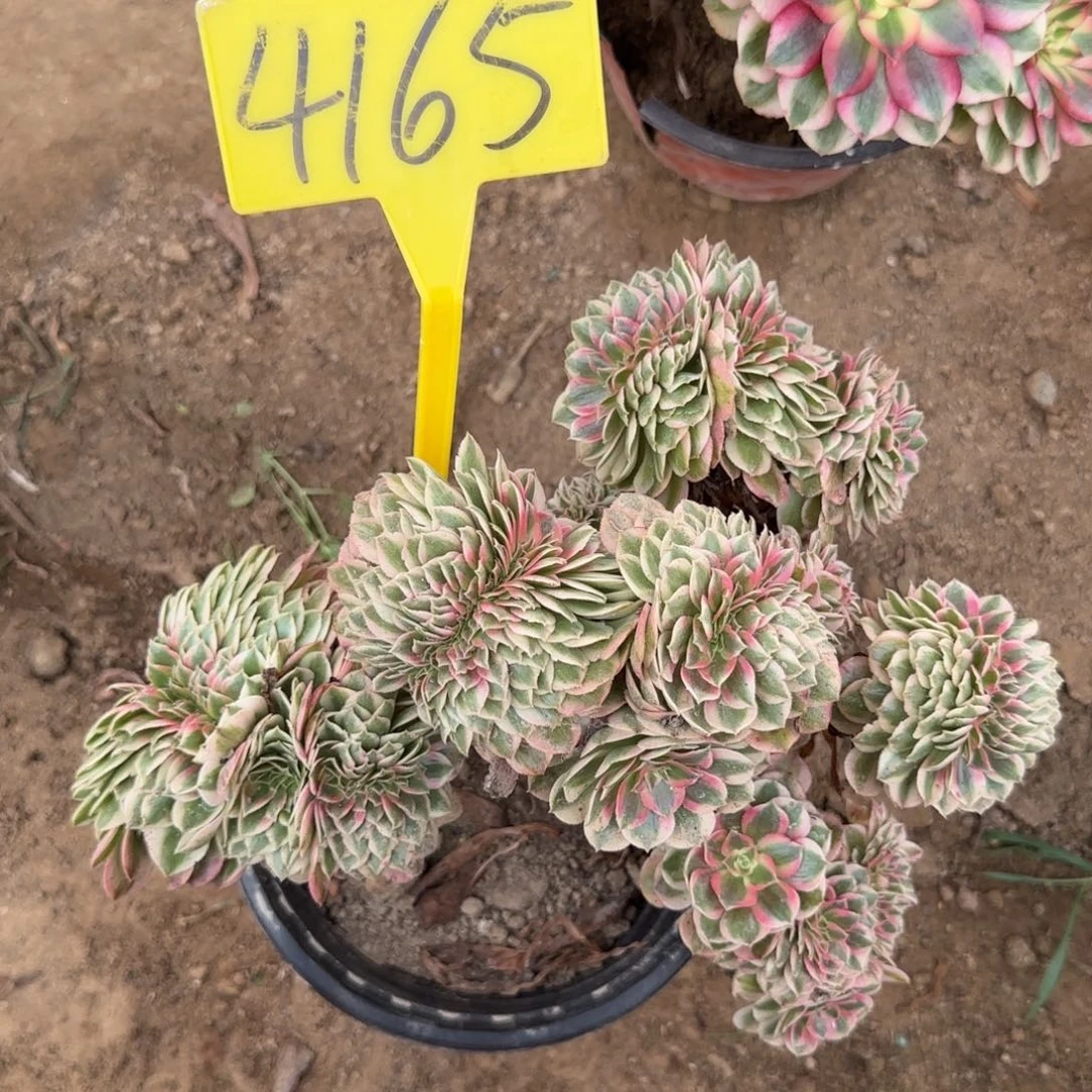 4165--多头多肉植物