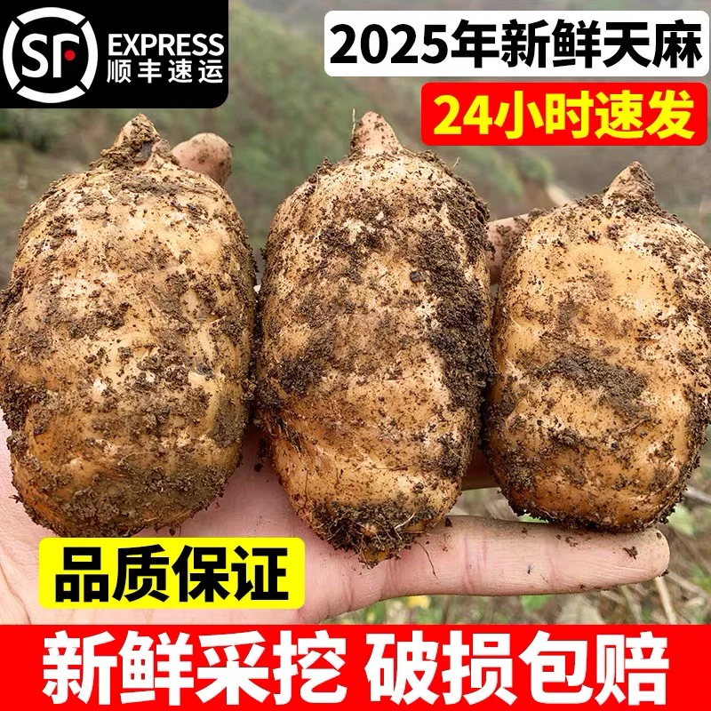新鲜昭通天麻云南小草坝乌天麻原生态种植炖鸡炖排骨书顺丰产地发