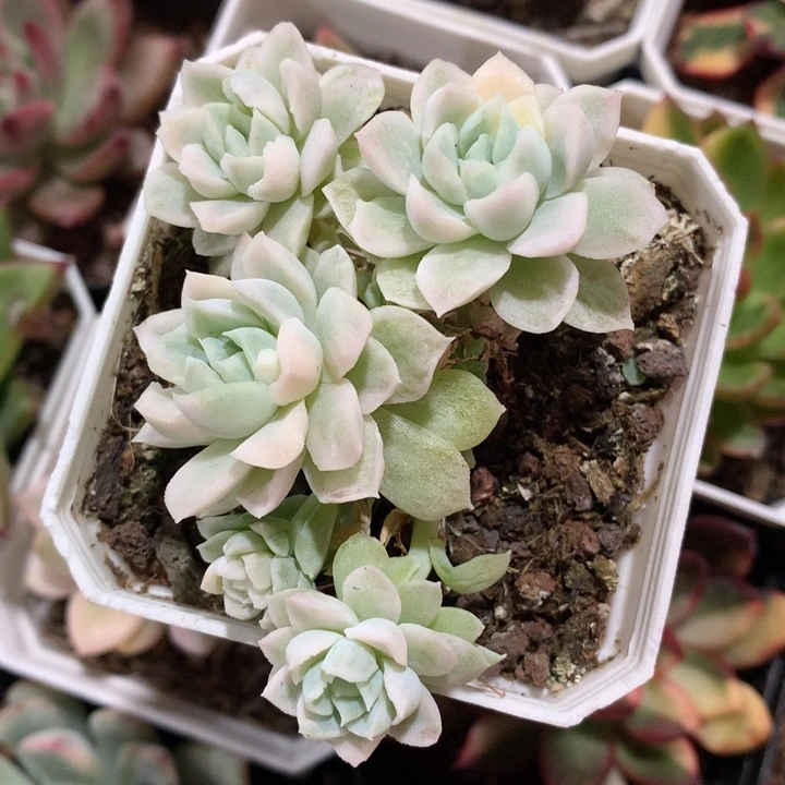 麦秆锦锦群锦锦锦