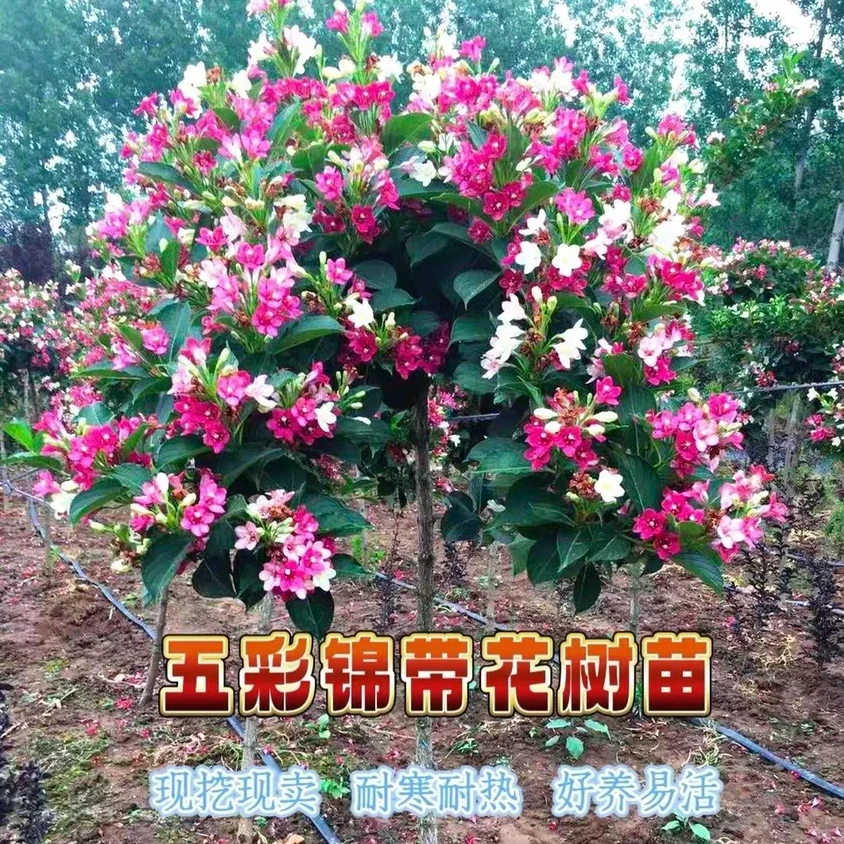 五彩锦带花树苗庭院盆栽地栽花卉苗木红王子锦带花苗绿化植物四季