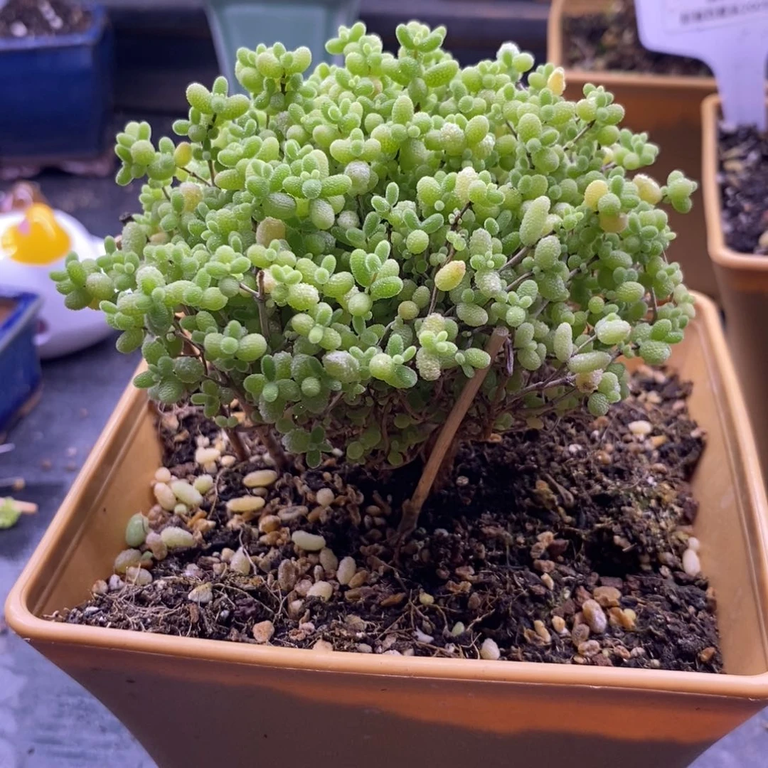 零*?272蜜桔糖球。