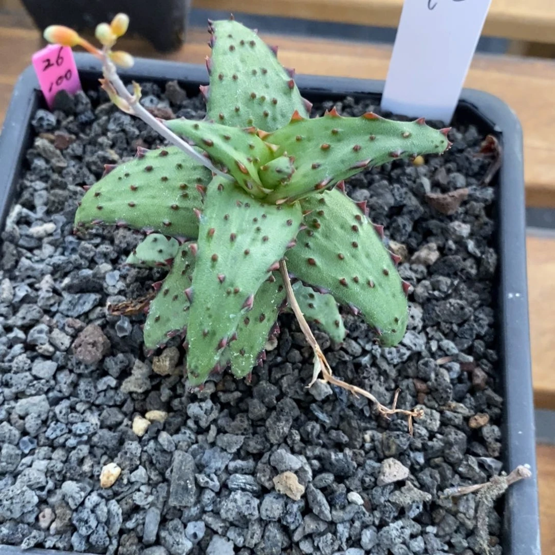 王***厚26退役母本卡萨帝芦荟