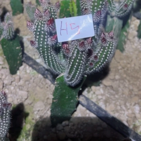 H5嫁接猪毛柱一颗25