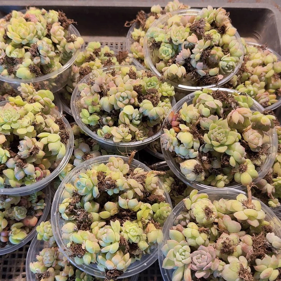 饭盒小苗保底50颗