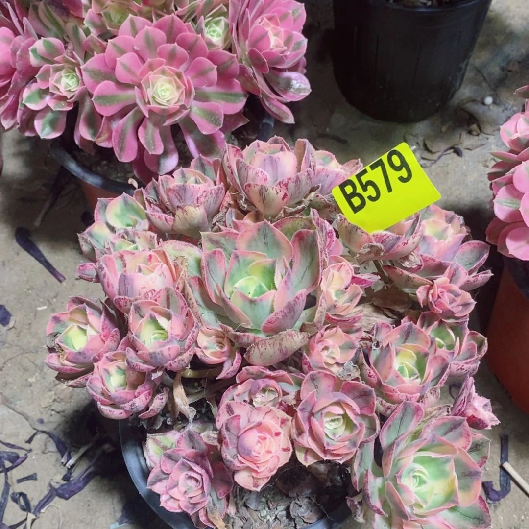 青花瓷多肉法师579