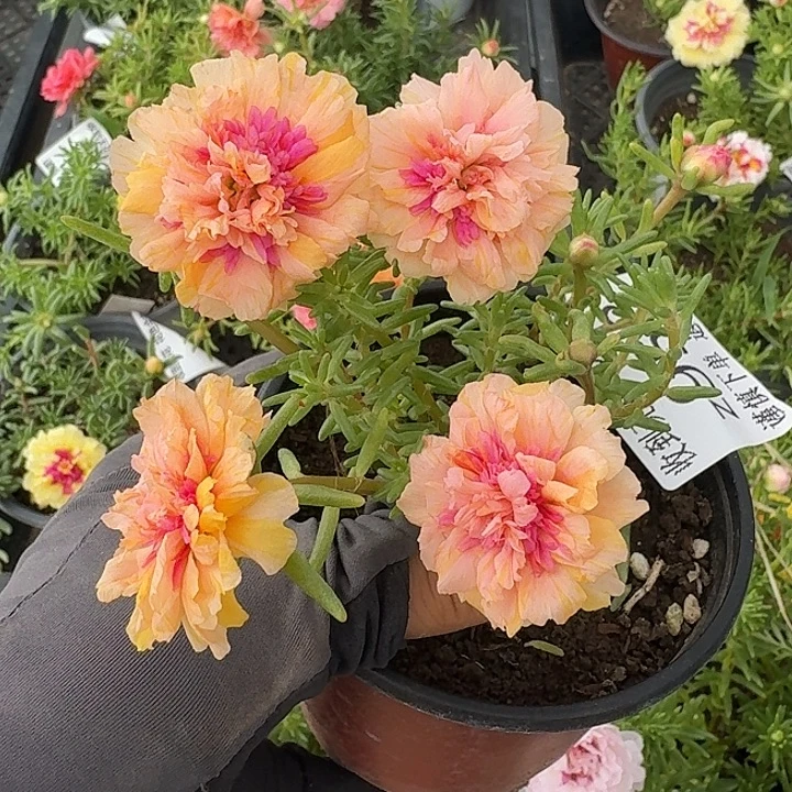 Z958量拍草莓甜心超小苗花色会变盆口11