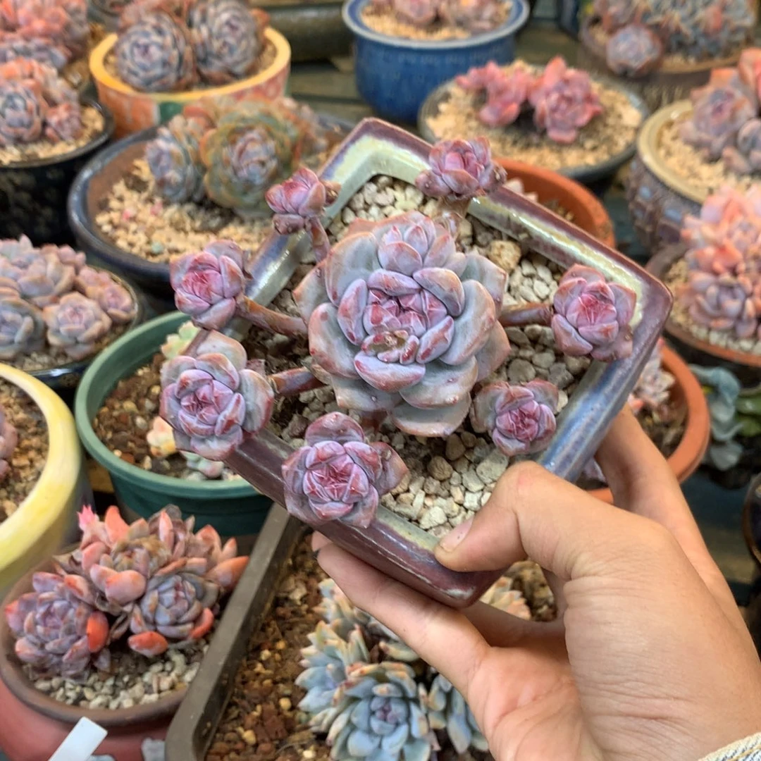 八头无砍石榴籽小脸