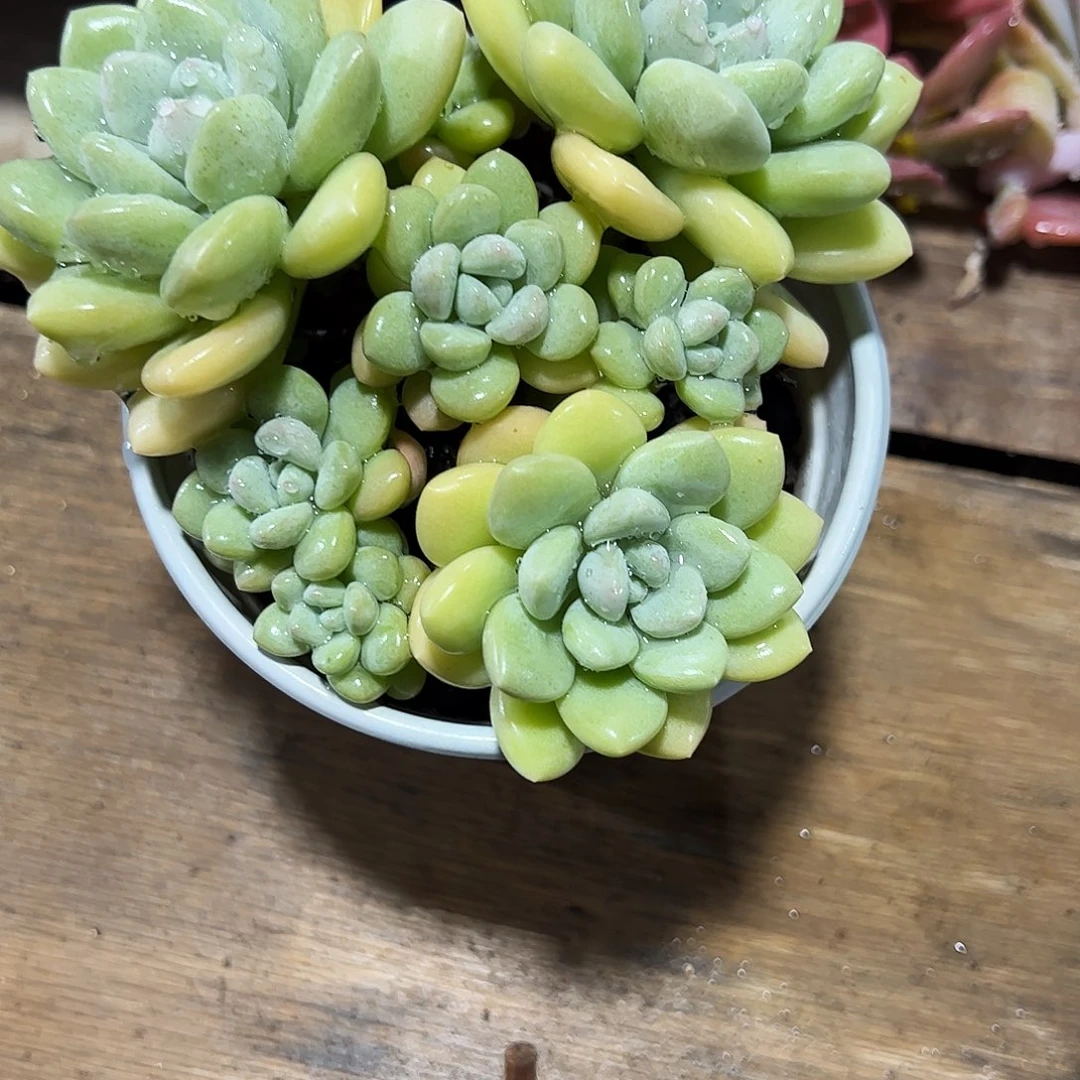 泡泡糖群多肉植物