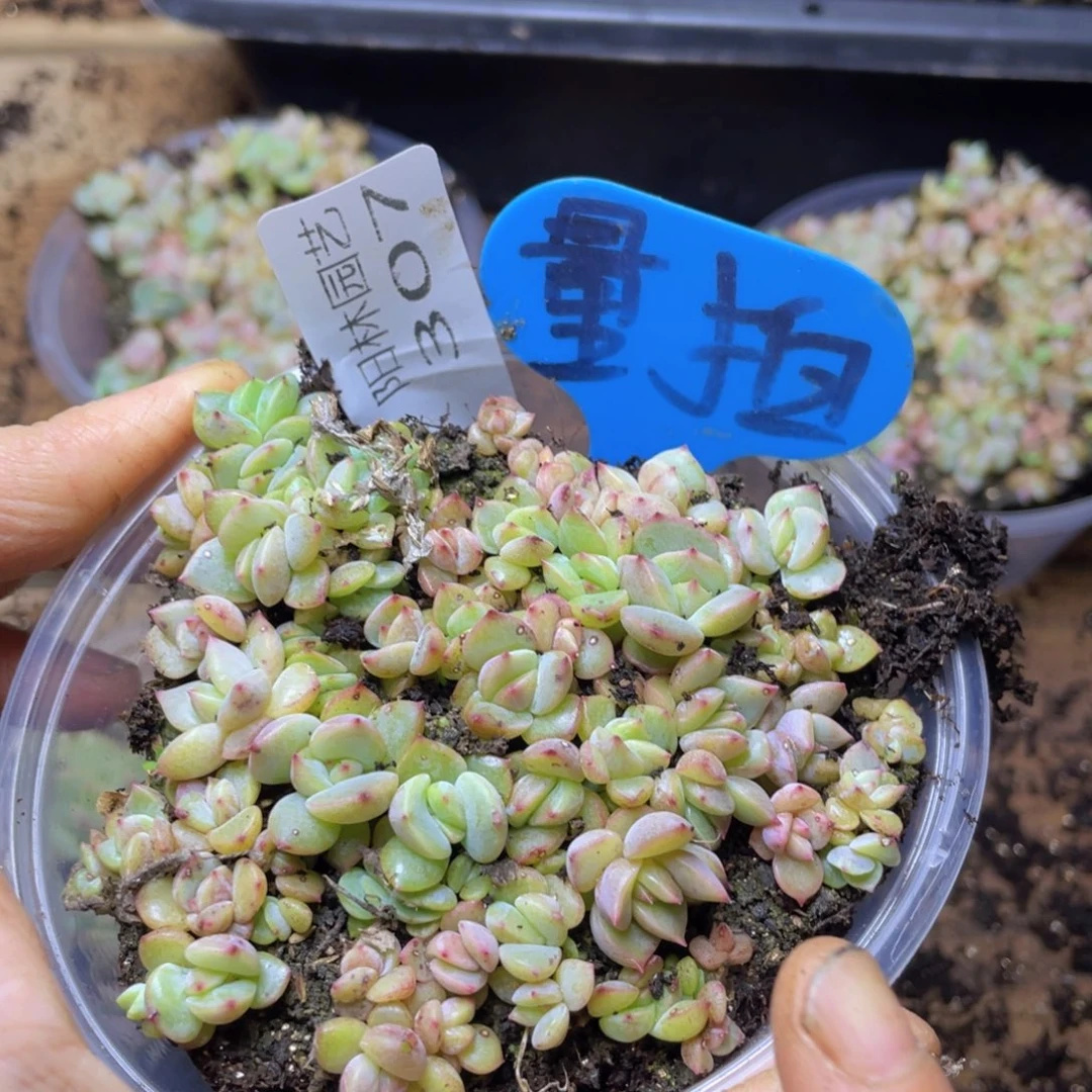 量拍多肉植物多肉植物307