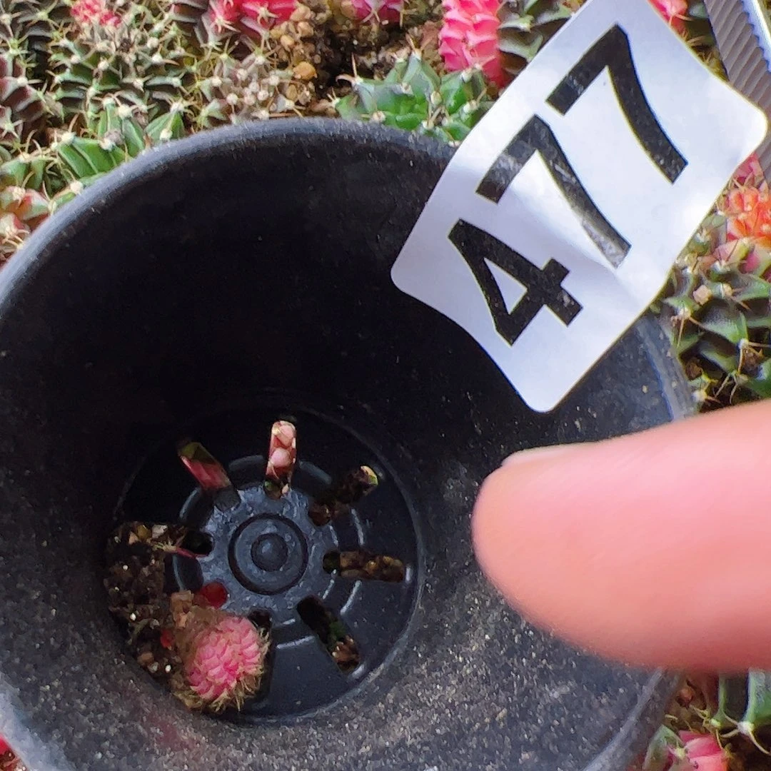河***姐当前无花栽培后可以开花477