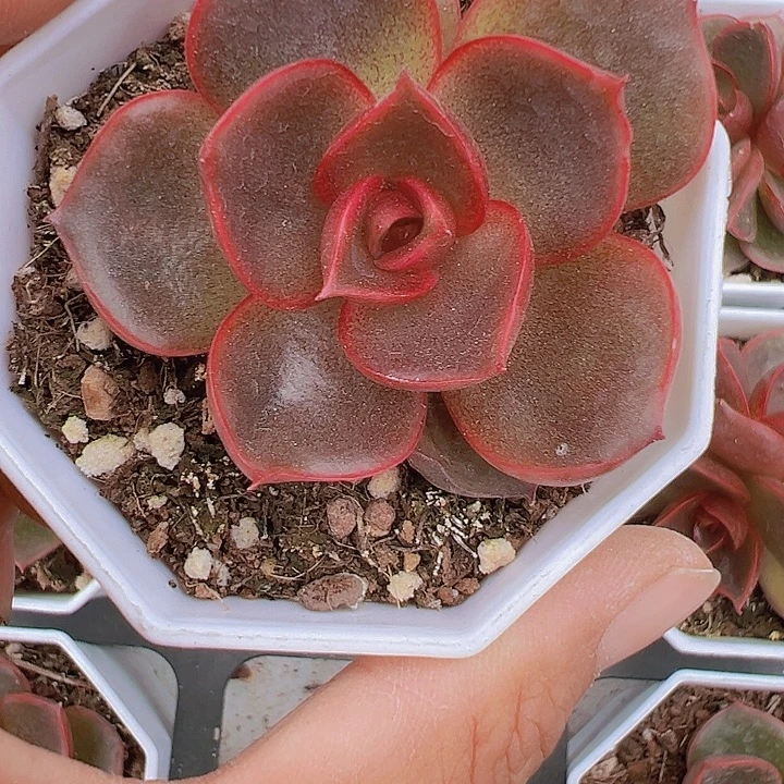 红灯单头多肉19包邮