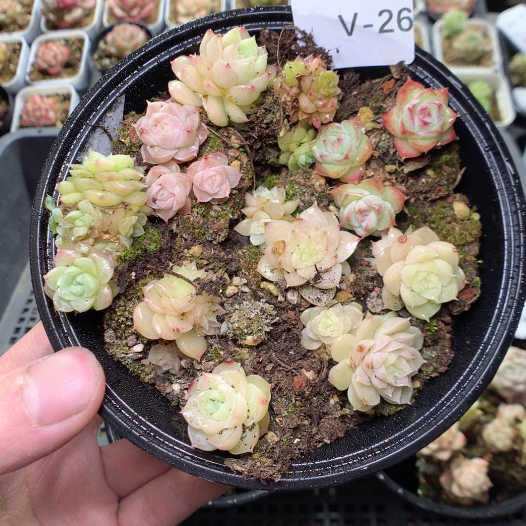 V26y y y y y y y y y y