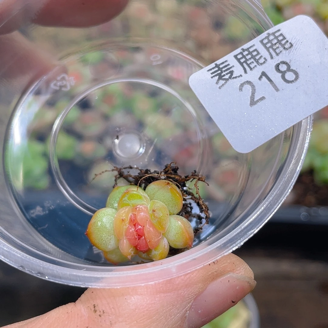 丹***姐218。定 缀化。