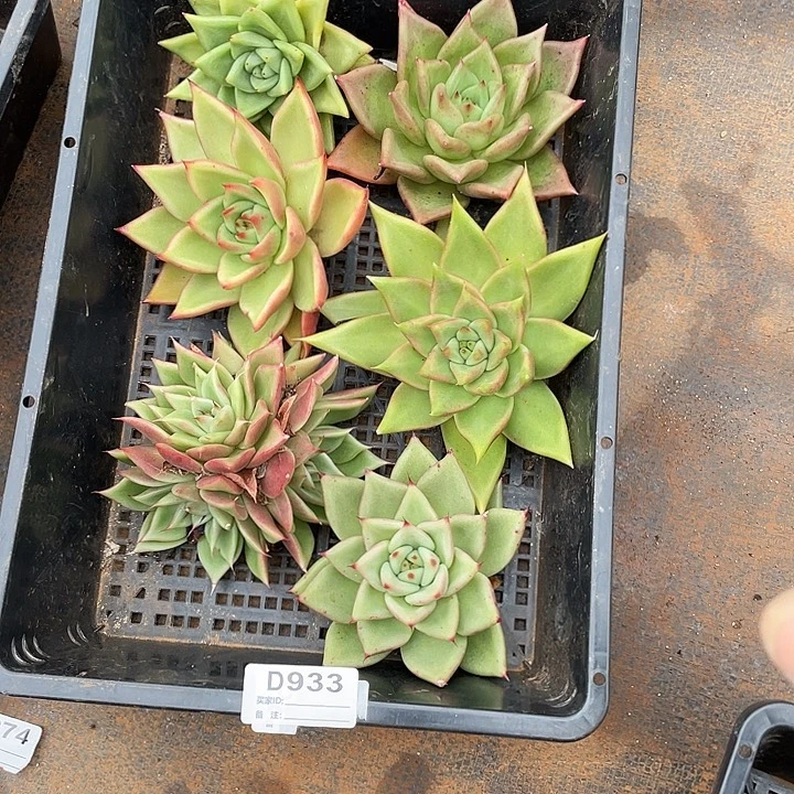 若如东云单拍D933