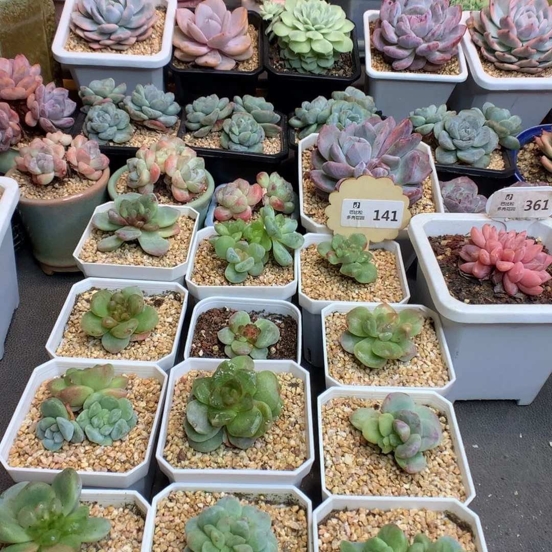 胖****141冰玉石化多肉植物