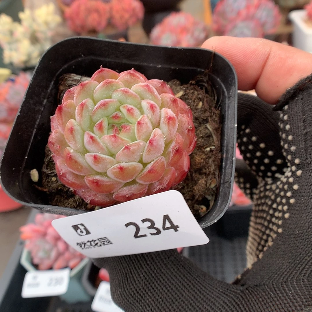 234白胖多肉植物6666