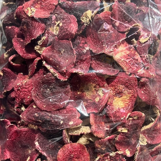 野生云南新货蓝底红菇开菇三角菇煲汤佳品不支持试吃