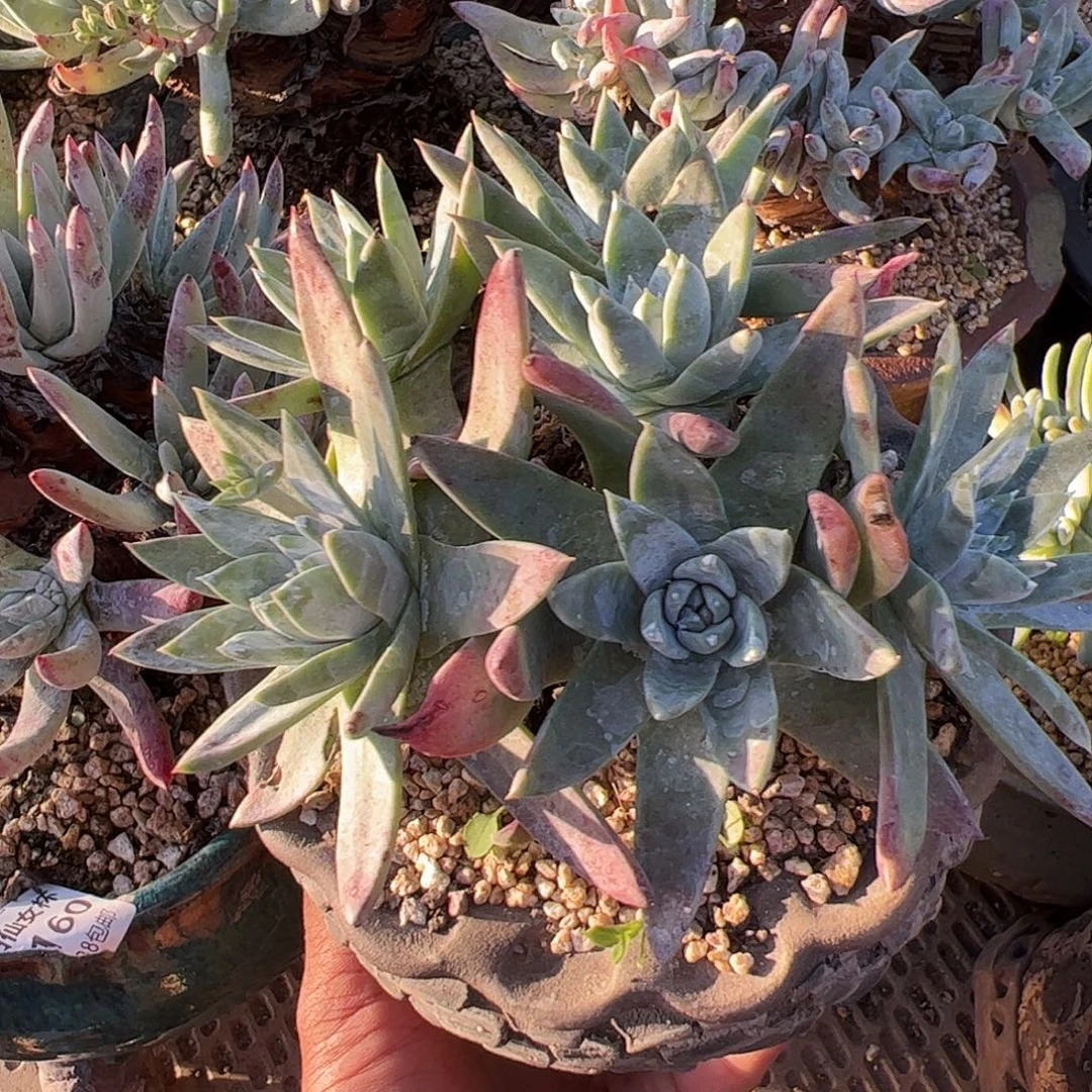 3323白雪仙女杯多肉