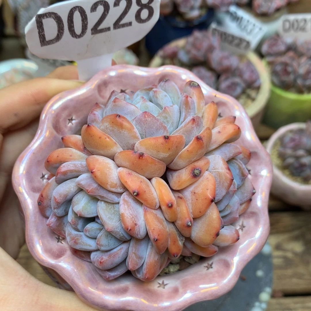 D0228 橙子 福利 自然群
