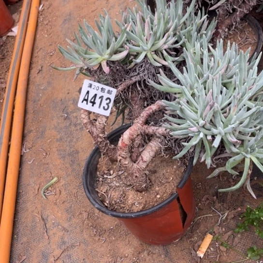 413爱度莉丝不包断枝