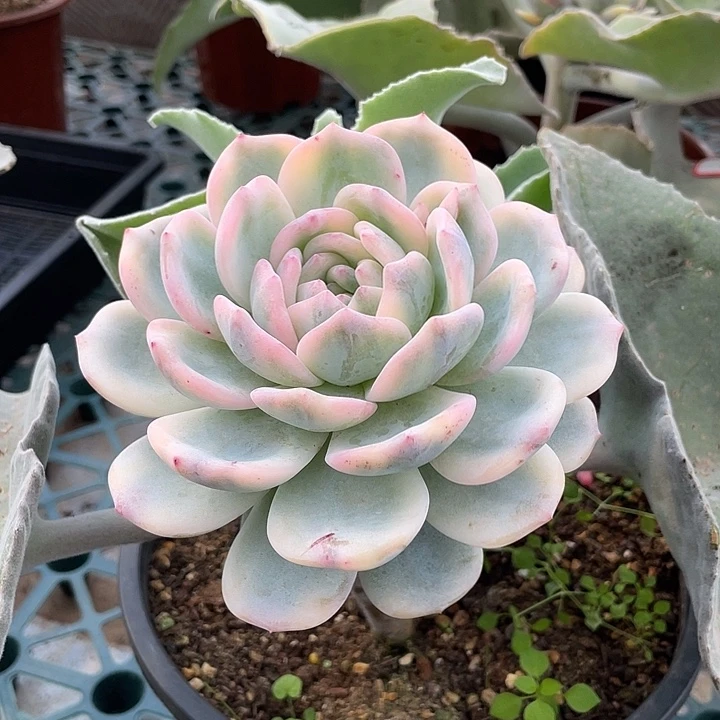 星影锦一物一拍锦龙