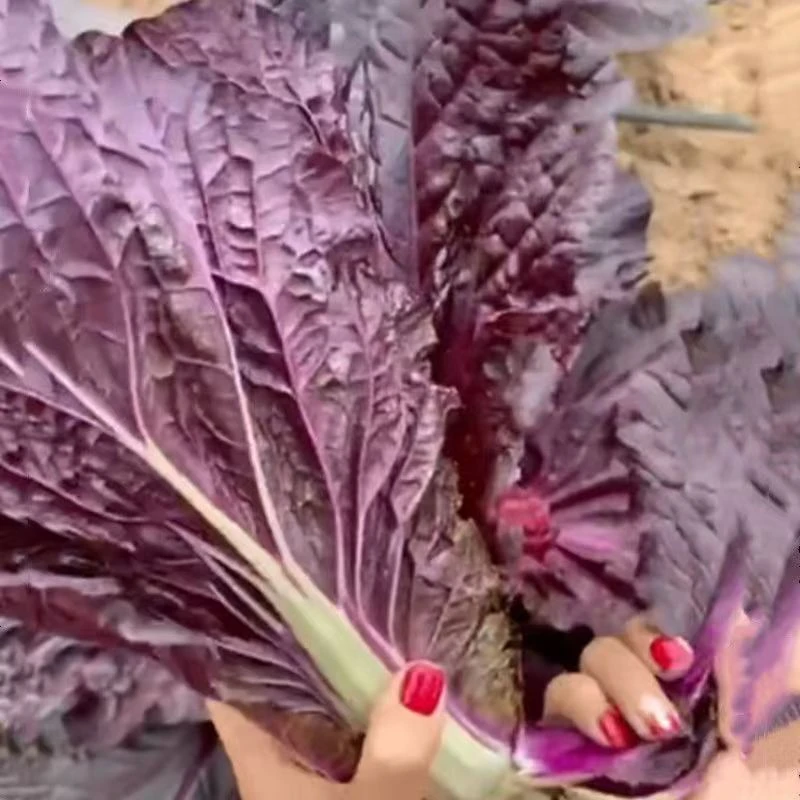 紫色快菜种子紫红色奶油小白菜四季盆栽易种青菜