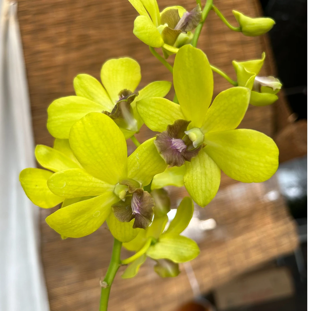 秋石斛兰（金粉世家）带1支花盆栽兰花 室内外皆可养护花期长