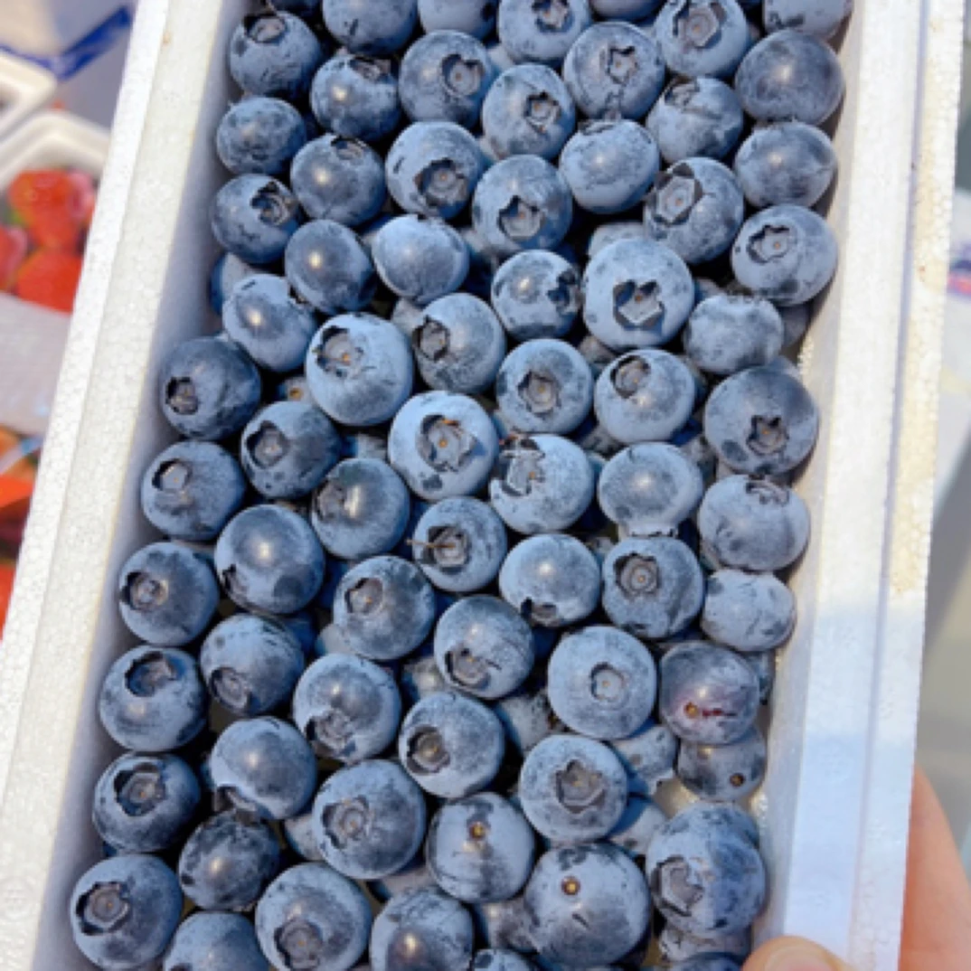中果蓝莓28一件 17mm480克左右山东辽宁省