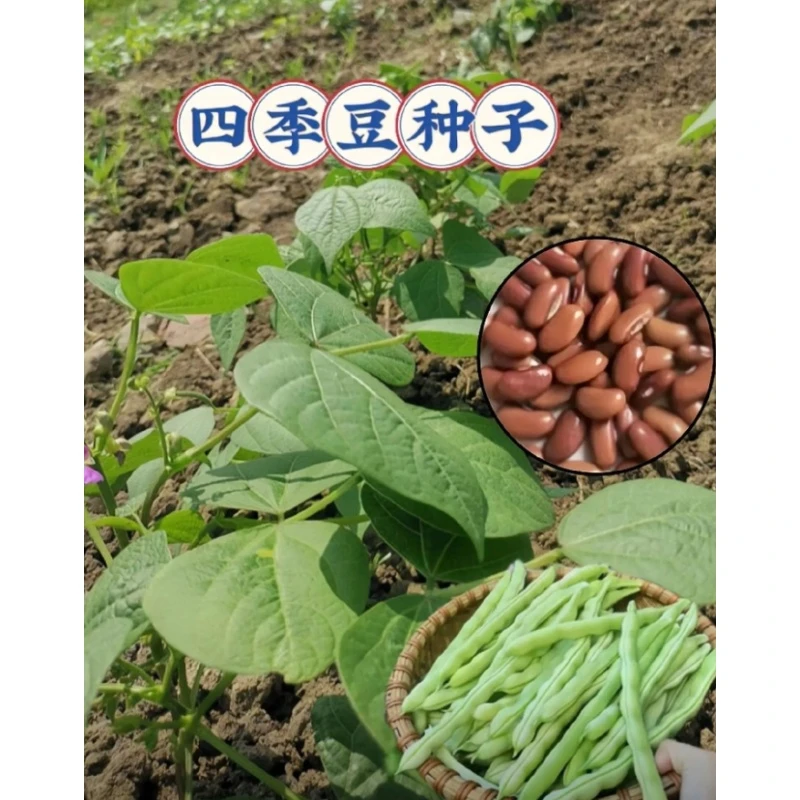 满3包 包邮007四季架豆种子易种植四季豆种子