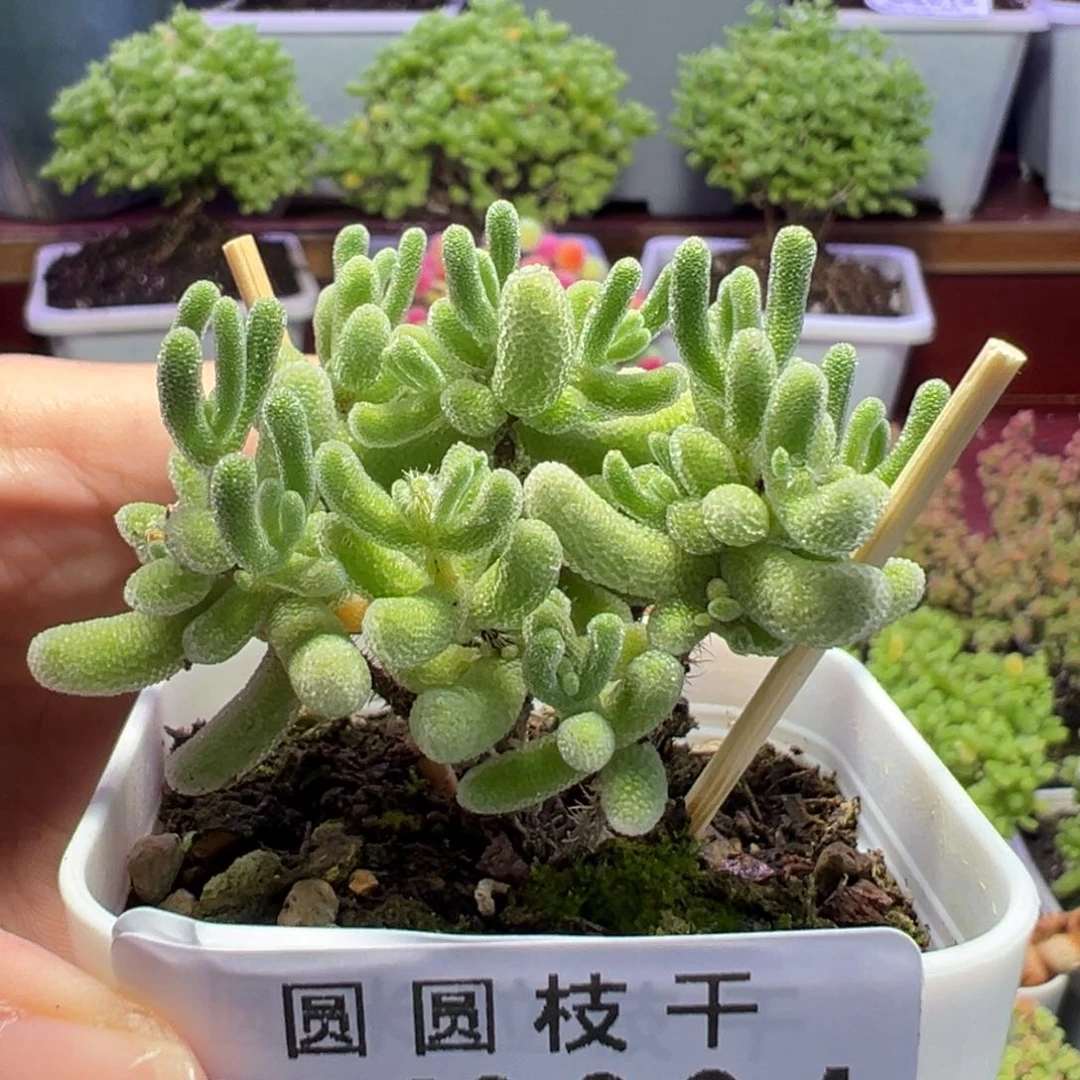 3031琉璃杂冰晶一物一拍