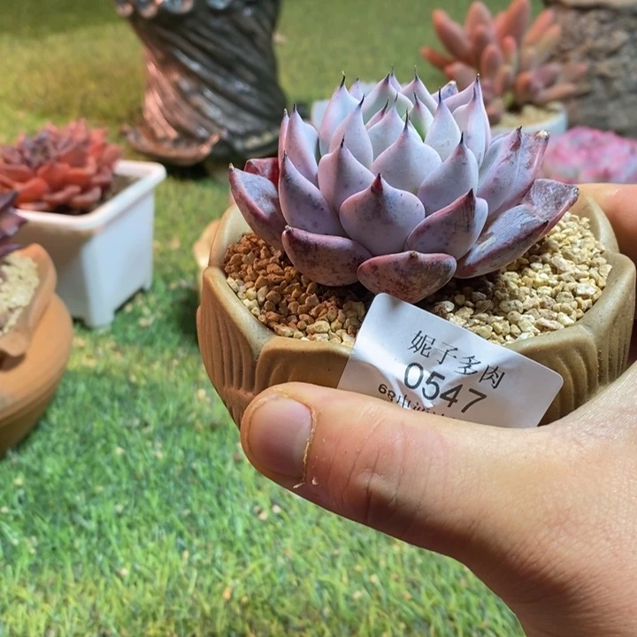 0547啊啊啊啊啊啊啊啊啊啊啊啊