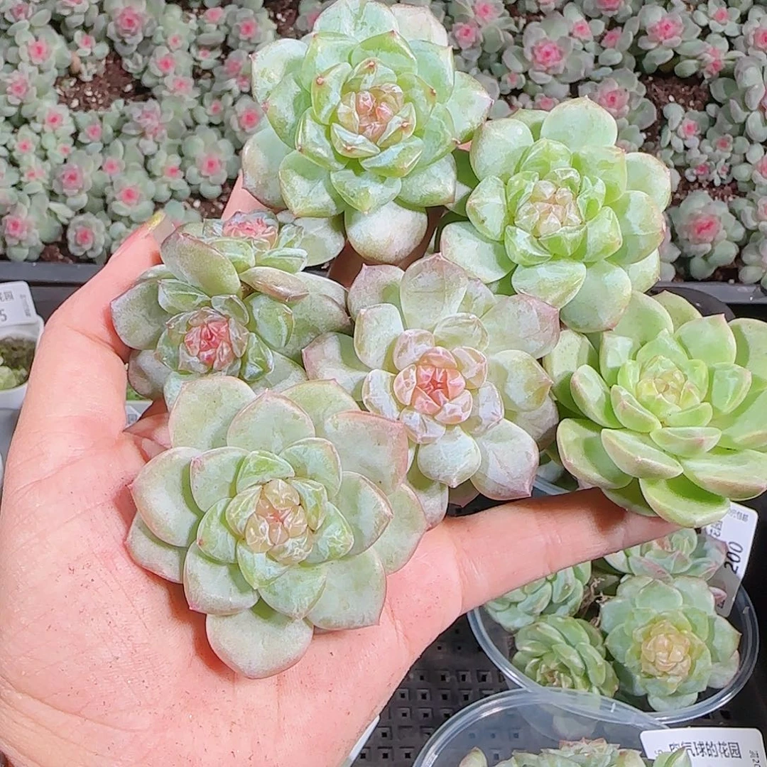 0922-,-203糖心珍妮